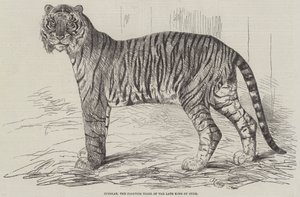 Junglar, la Tigre Combattente del defunto Re di Oude